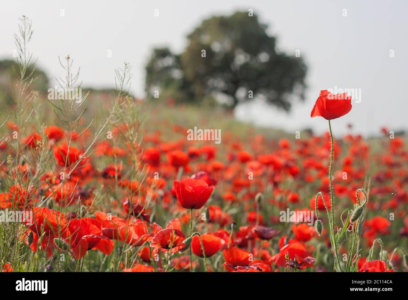 Opium poppy with copyspace hi-res stock photography and images - Alamy