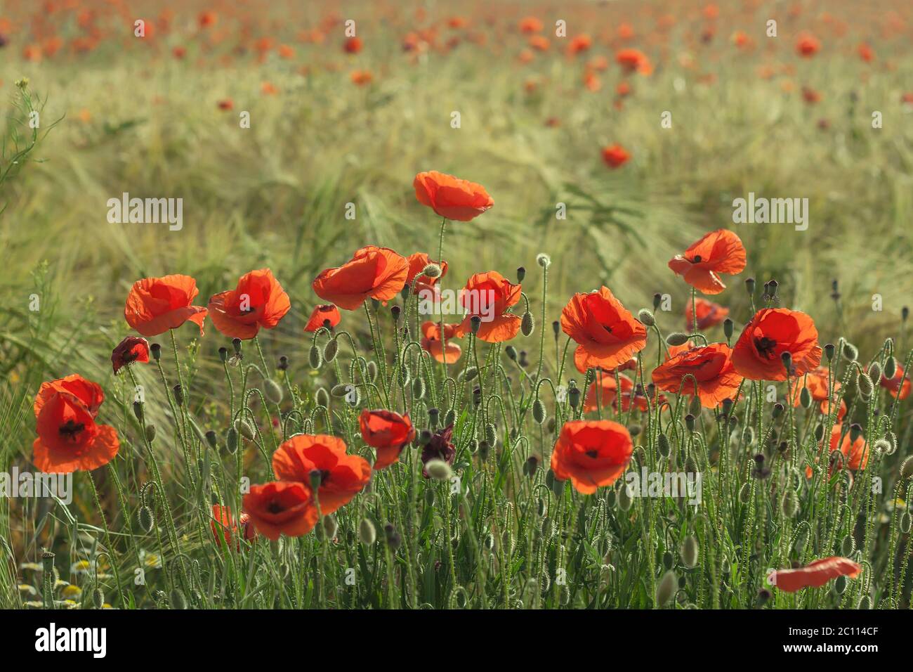 Opium poppy with copyspace hi-res stock photography and images - Alamy