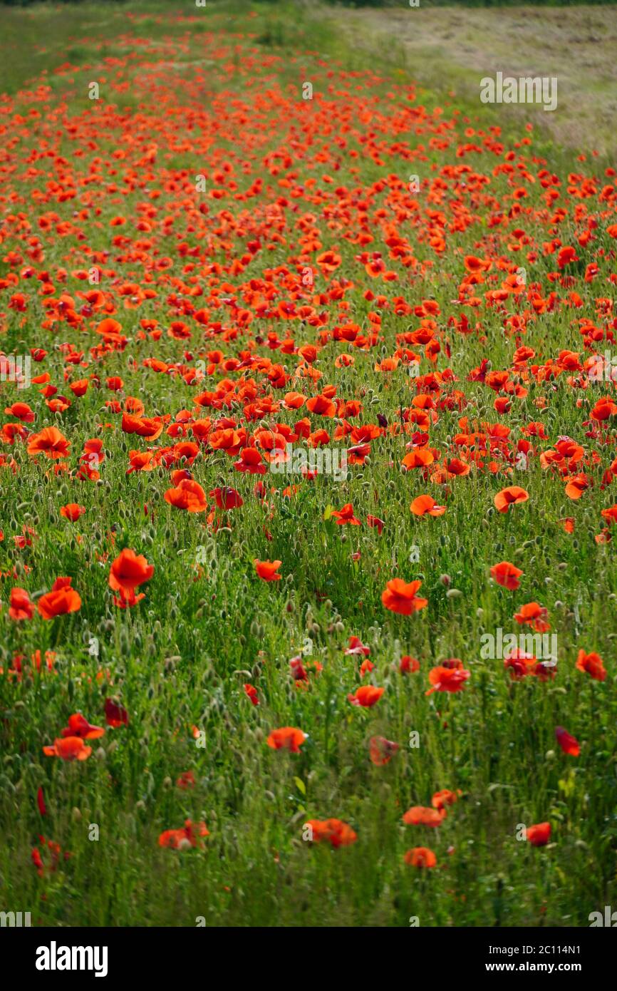 Field of poppies Stock Photo