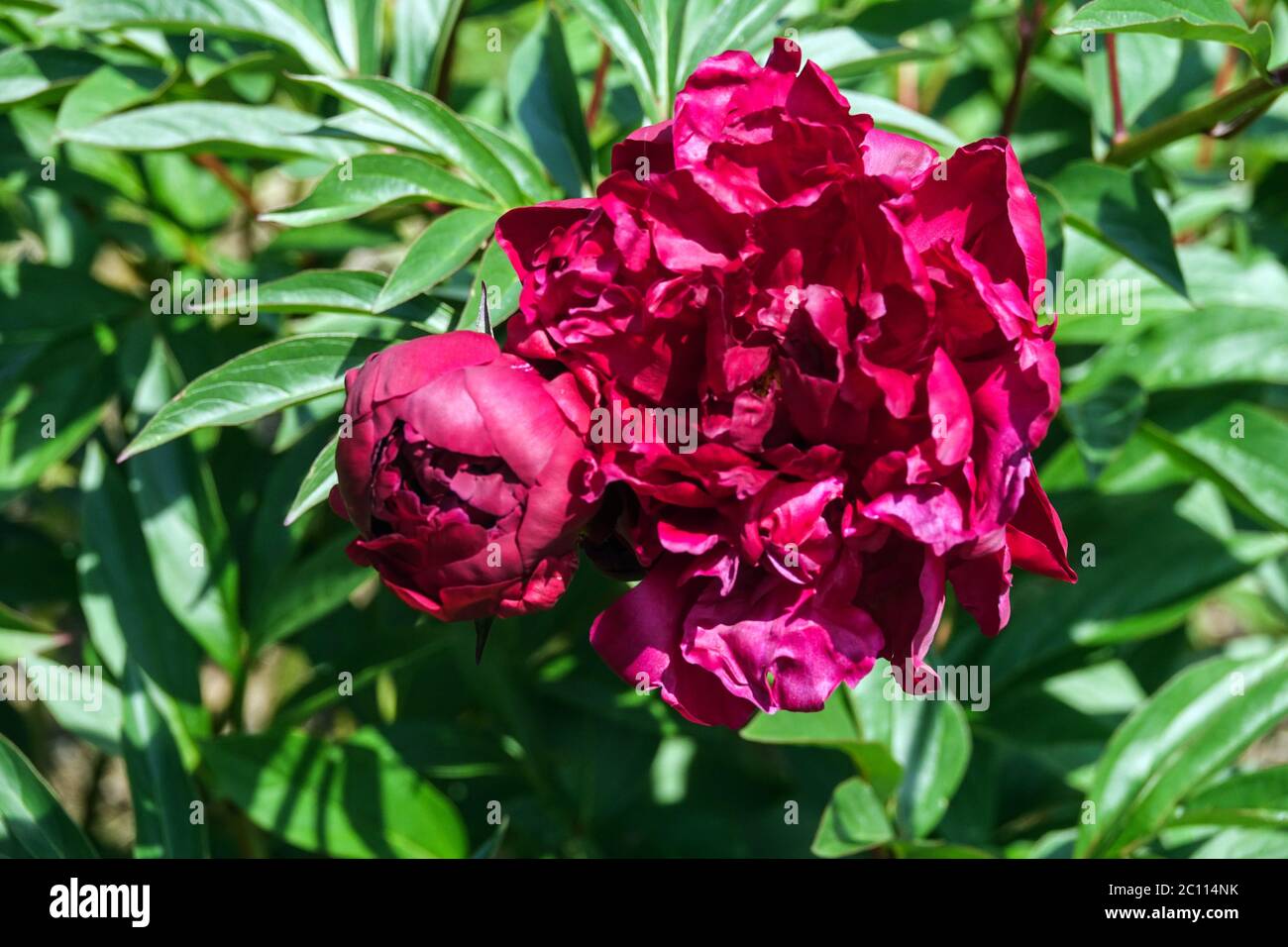 Peony Crimson Velvet Stock Photo Alamy