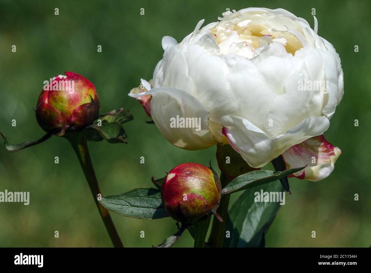 Peony Boule de Neige Bud Stock Photo