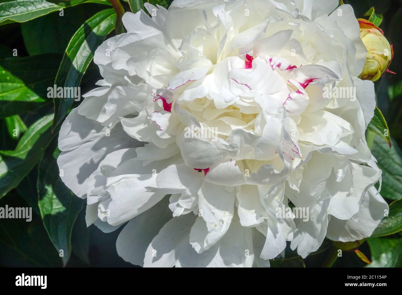 White Peony 'Festiva Maxima' Paeonia lactiflora Chinese peony white Stock Photo