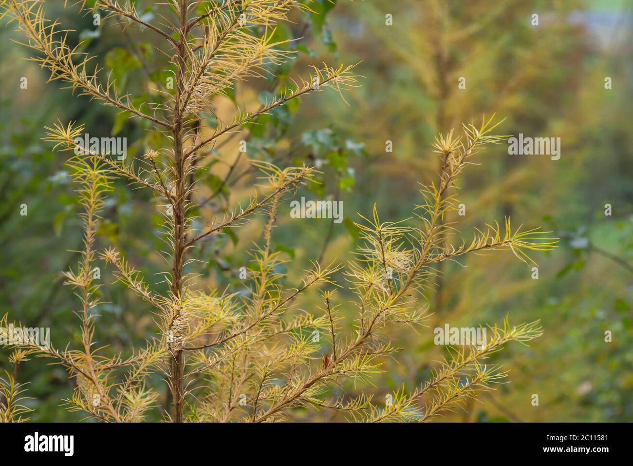 Detail of larch trees deciduous foliage in autumn Stock Photo