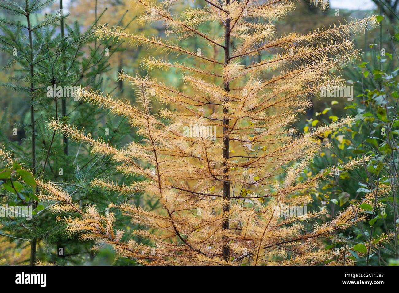 Detail of larch trees deciduous foliage in autumn Stock Photo