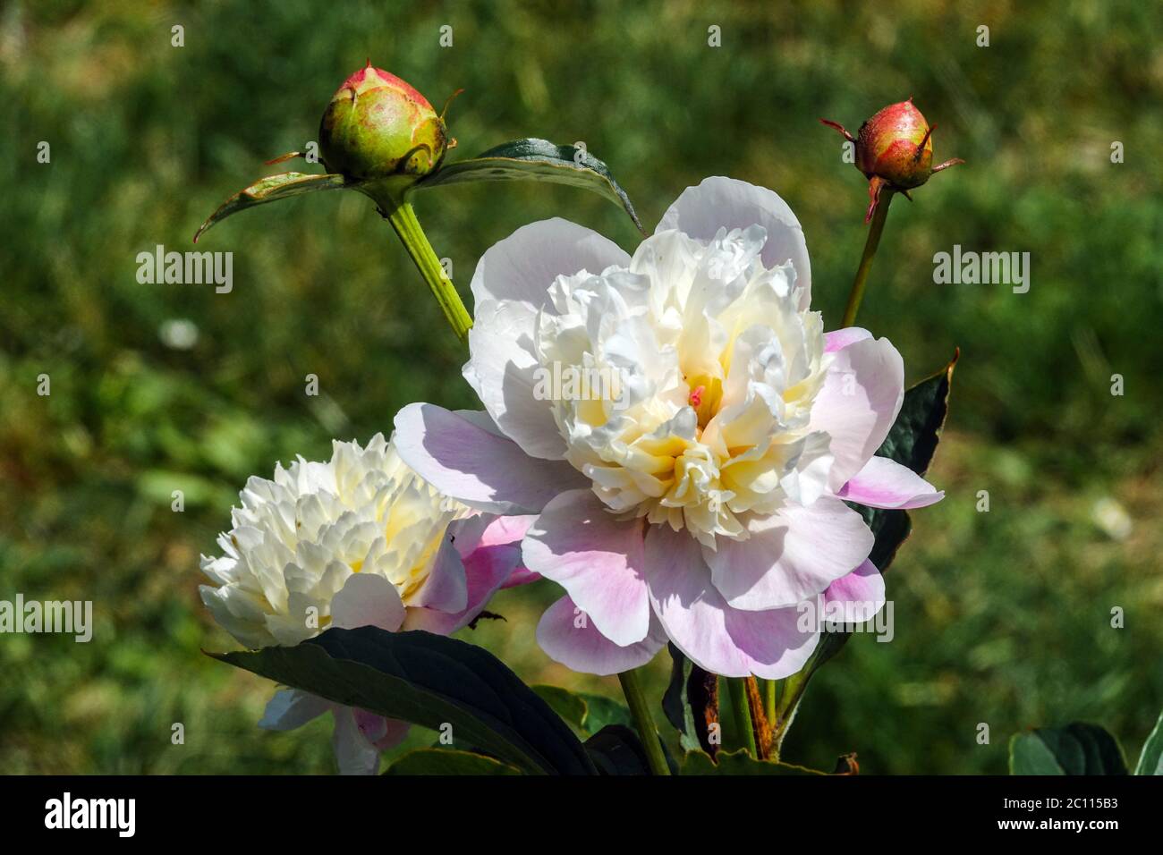 Peony 'Primevere' pink white flower Stock Photo