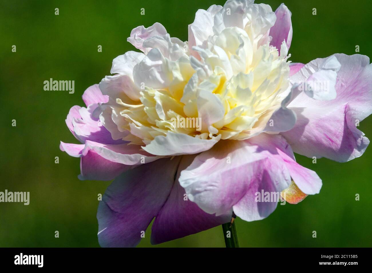 Peony 'Primevere' white light pink flower Stock Photo