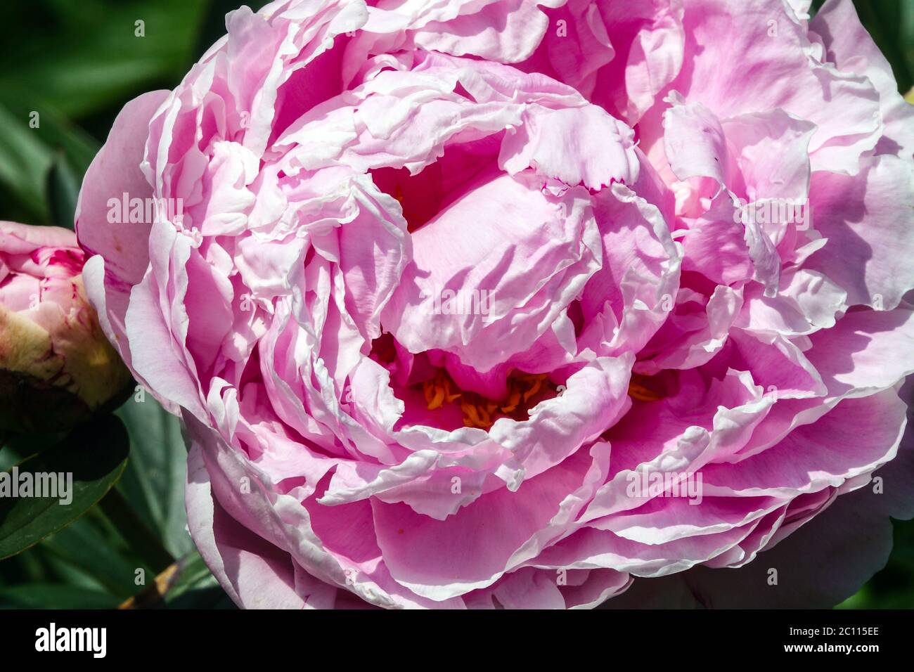 Peony Miss Eckhart Stock Photo - Alamy