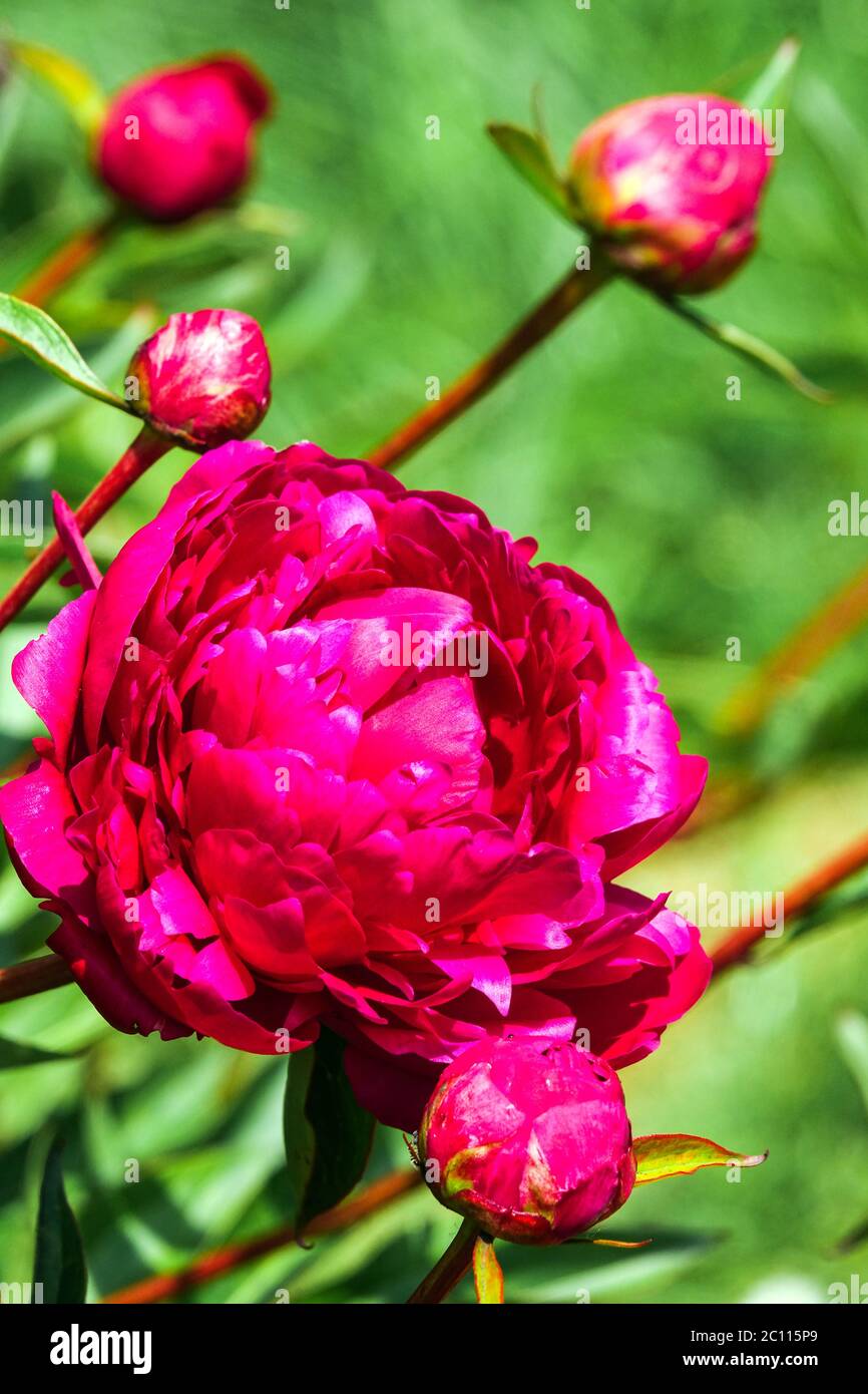 Peony Louis van Houtte Stock Photo - Alamy