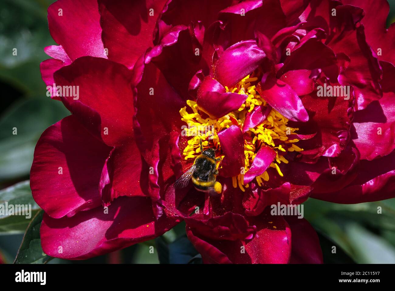 Peony Adolphe Rousseau Stock Photo - Alamy
