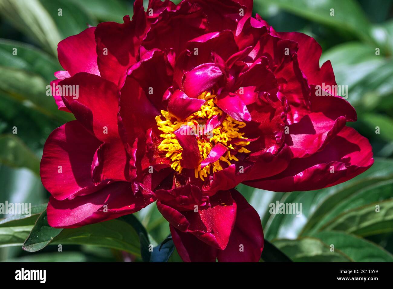 Peony adolphe rousseau hi-res stock photography and images - Alamy