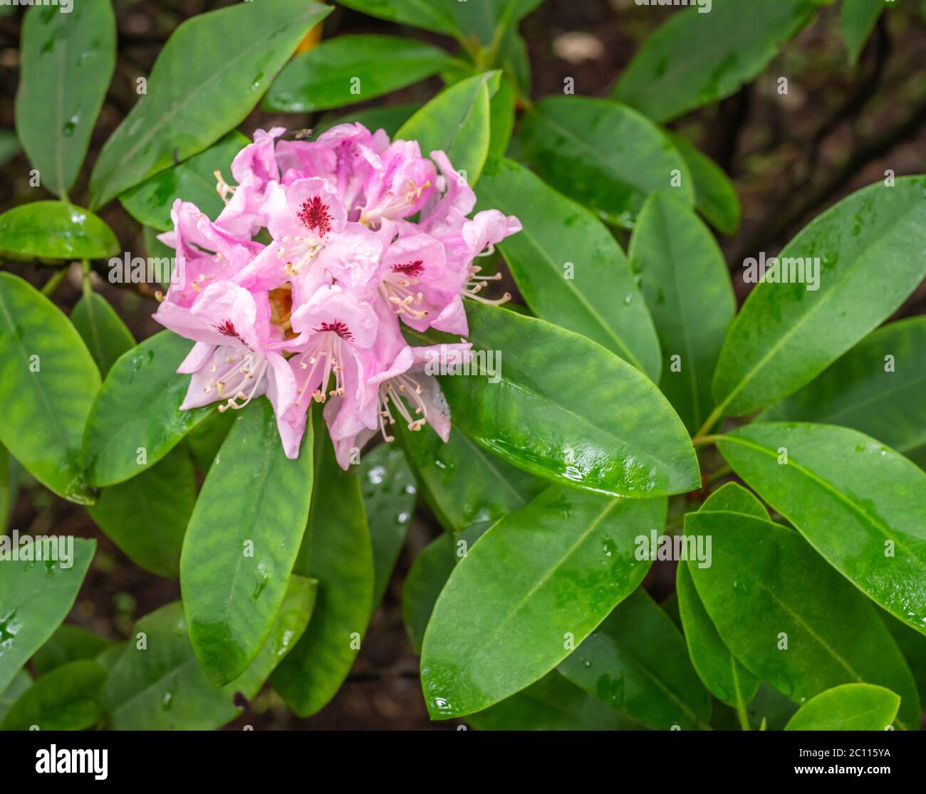 Rhododendron 'Lady Annette de Trafford' variety -  Garden of South Tyrol. Flowering plant Stock Photo