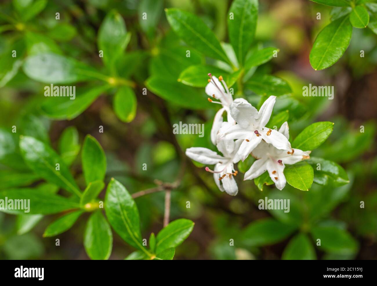 Swamp Azalea High Resolution Stock Photography And Images Alamy