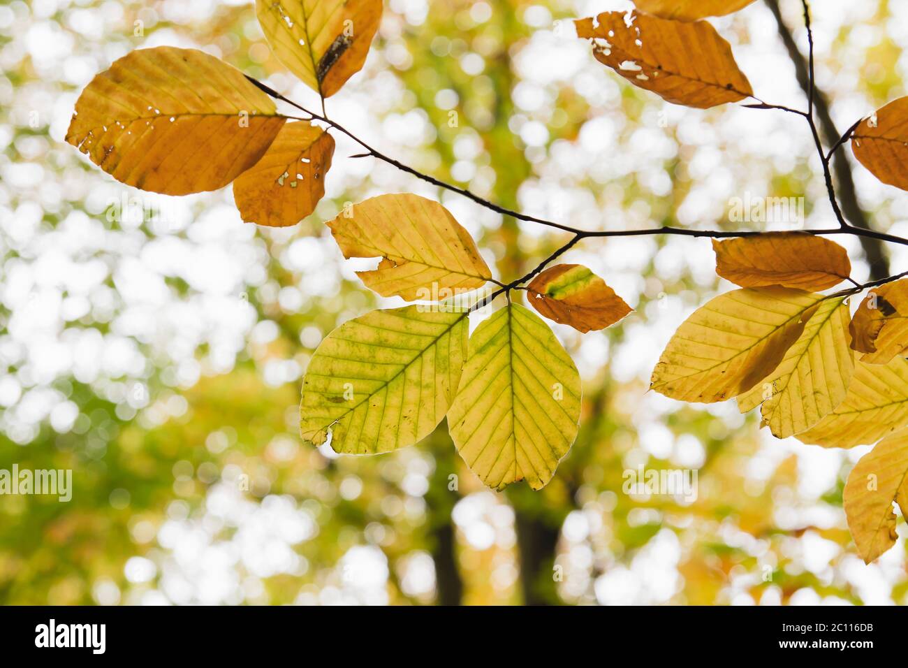 Detail of fagus sylvatica or beech tree autumnal colored deciduous ...