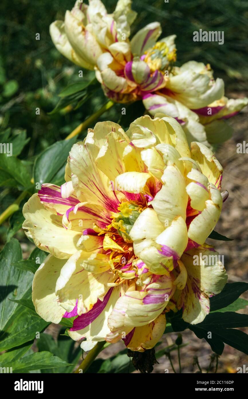 Peony Lollipop Intersectional blooms Peony Itoh Paeonia flower Stock Photo
