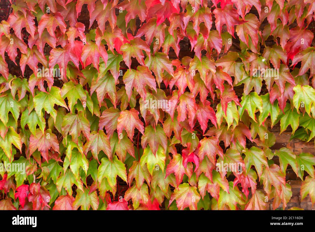 Ornamental Grape Vine High Resolution Stock Photography and Images Alamy