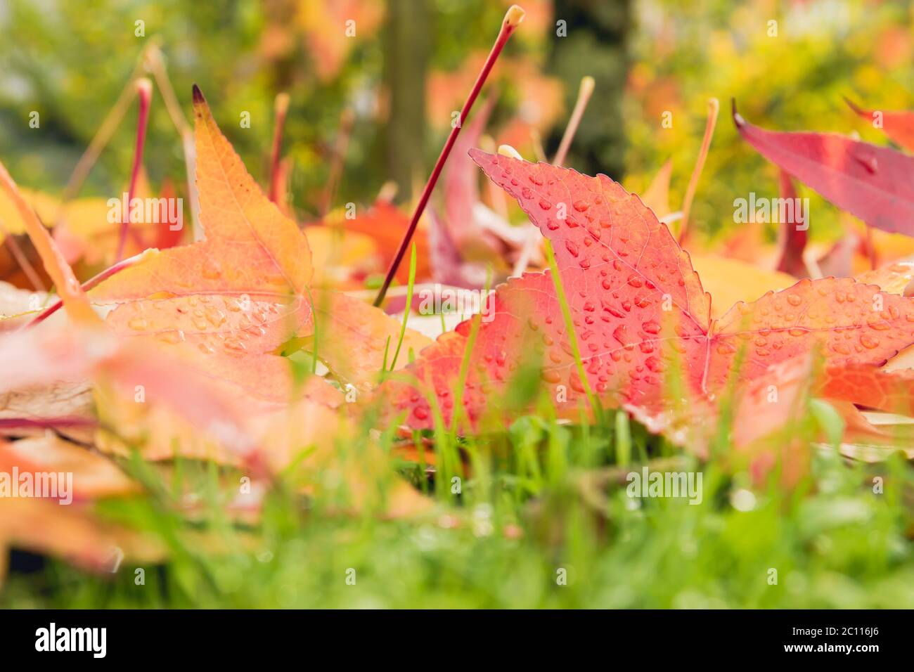 Leaves life cycle maple hi-res stock photography and images - Alamy