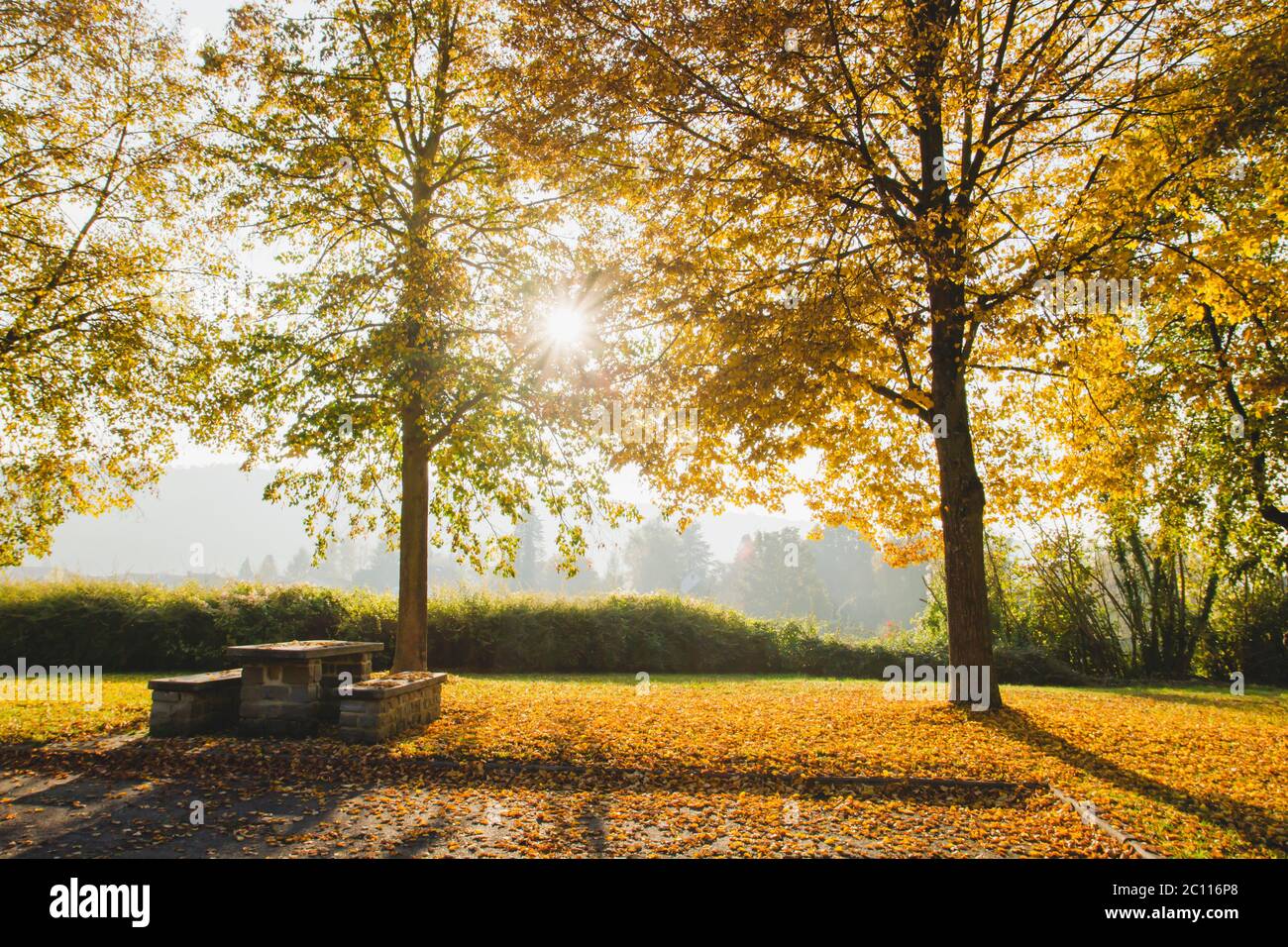 Autumanl park with fallen tree leaves Stock Photo