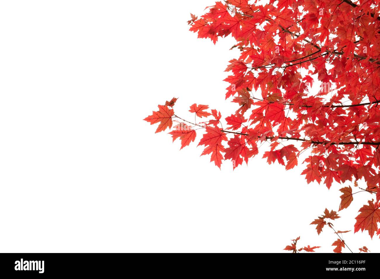 Maple tree autumnal red foliage on white sky background Stock Photo - Alamy