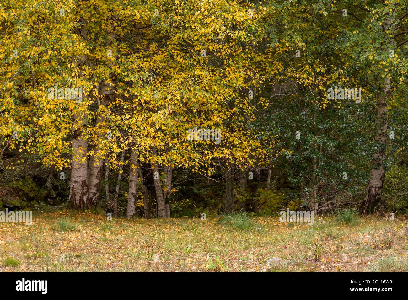Birch trees with autumnal foliage Stock Photo - Alamy