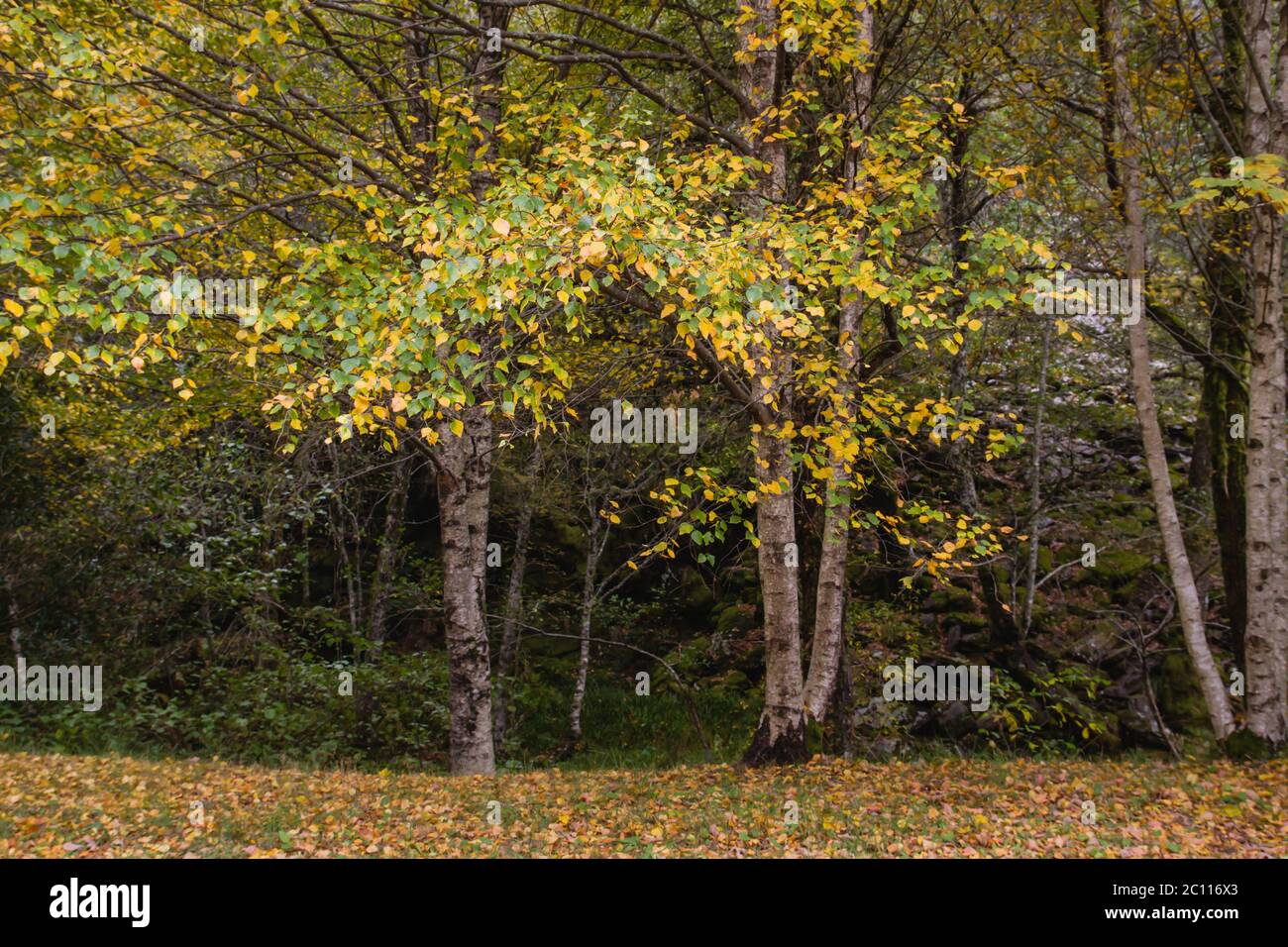 Birch trees with autumnal foliage Stock Photo - Alamy