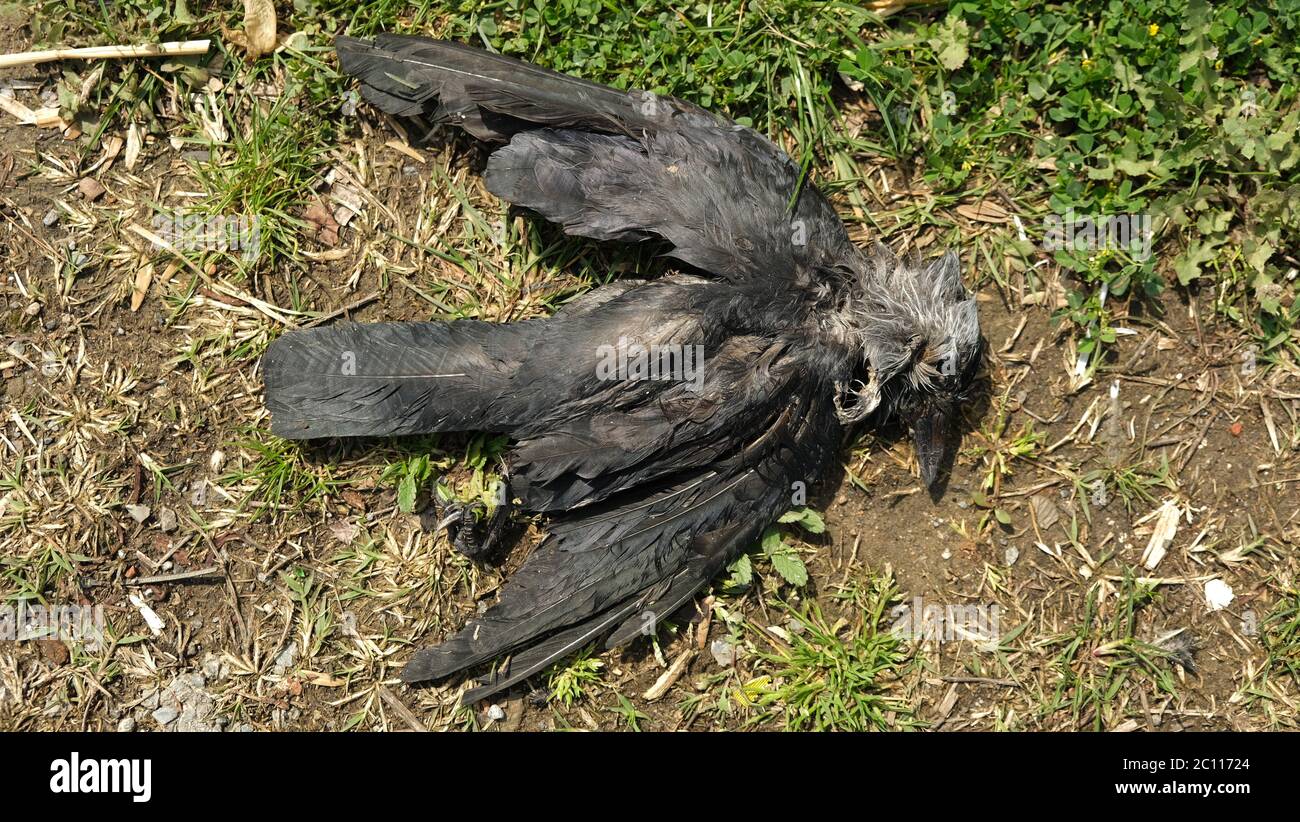 Dead Crow High Resolution Stock Photography and Images Alamy
