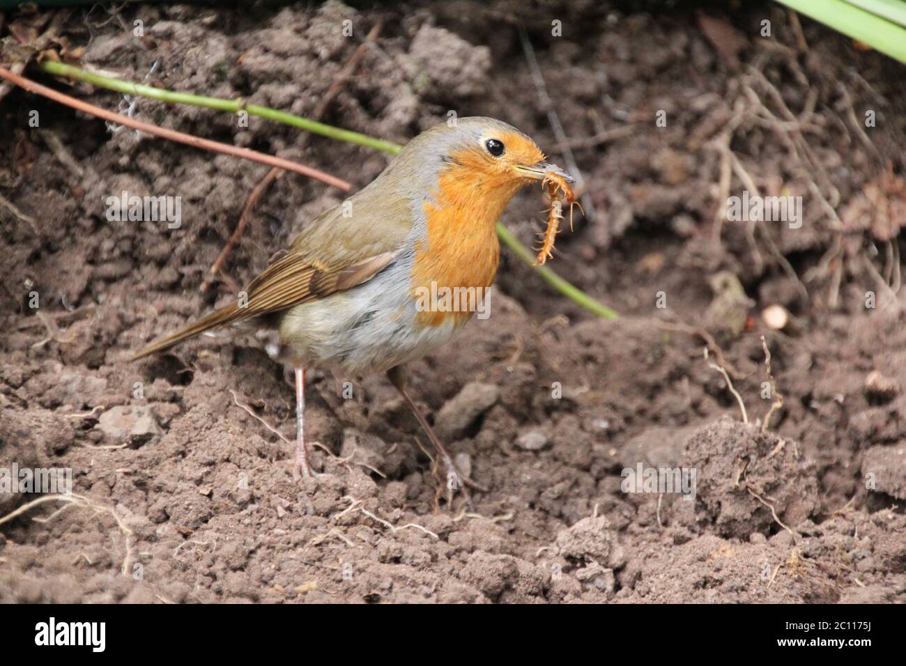 robin eating worms in dirt