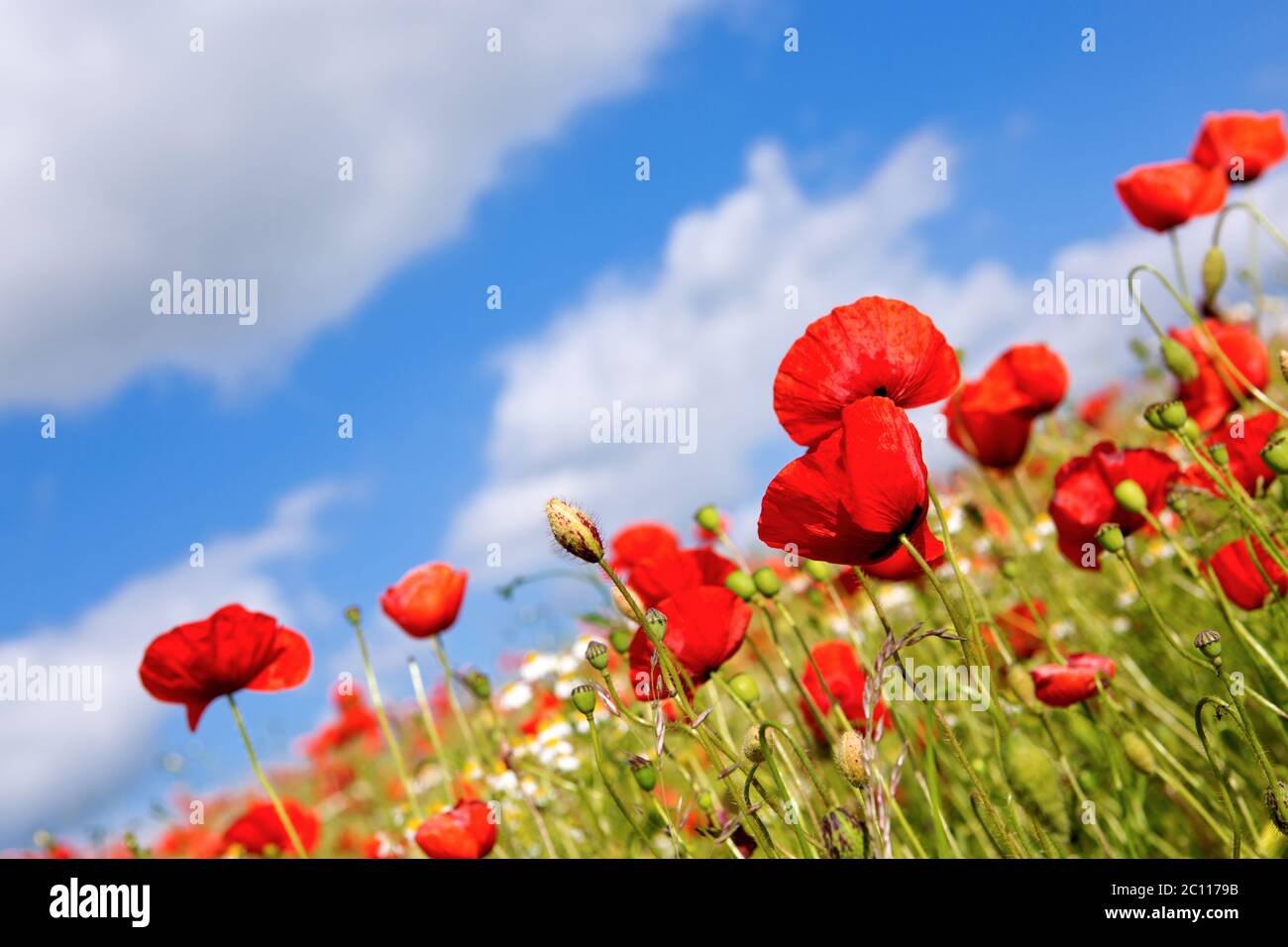 Poppies on blue sky background Stock Photo - Alamy