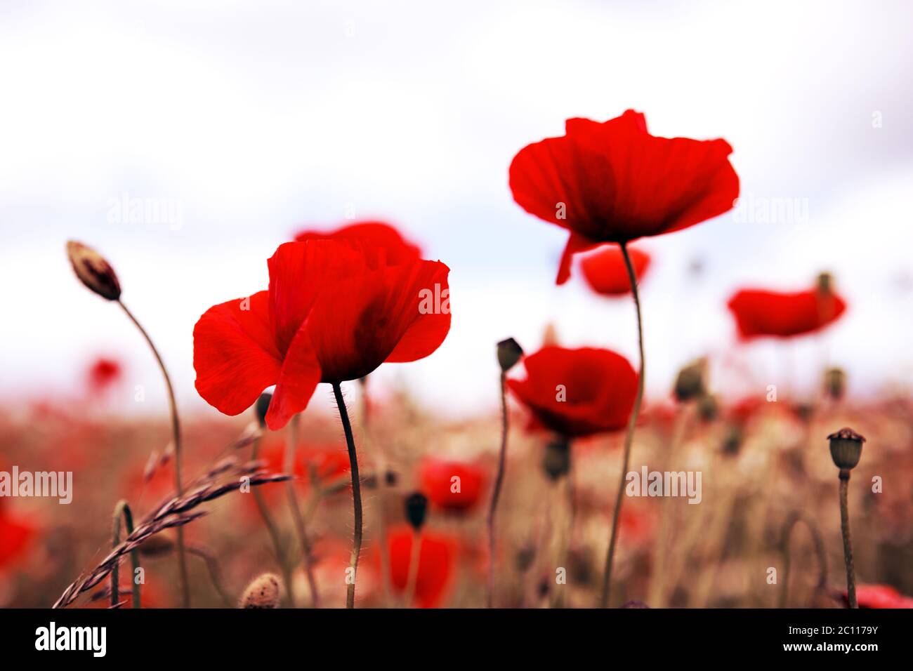 Poppies on gray sky background Stock Photo - Alamy