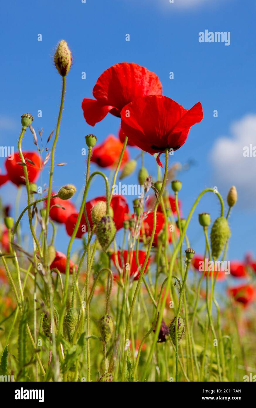 Poppies on blue sky background Stock Photo - Alamy