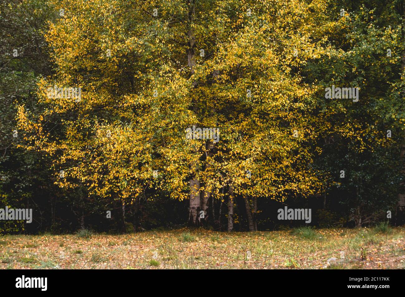Birch trees with autumnal foliage Stock Photo - Alamy