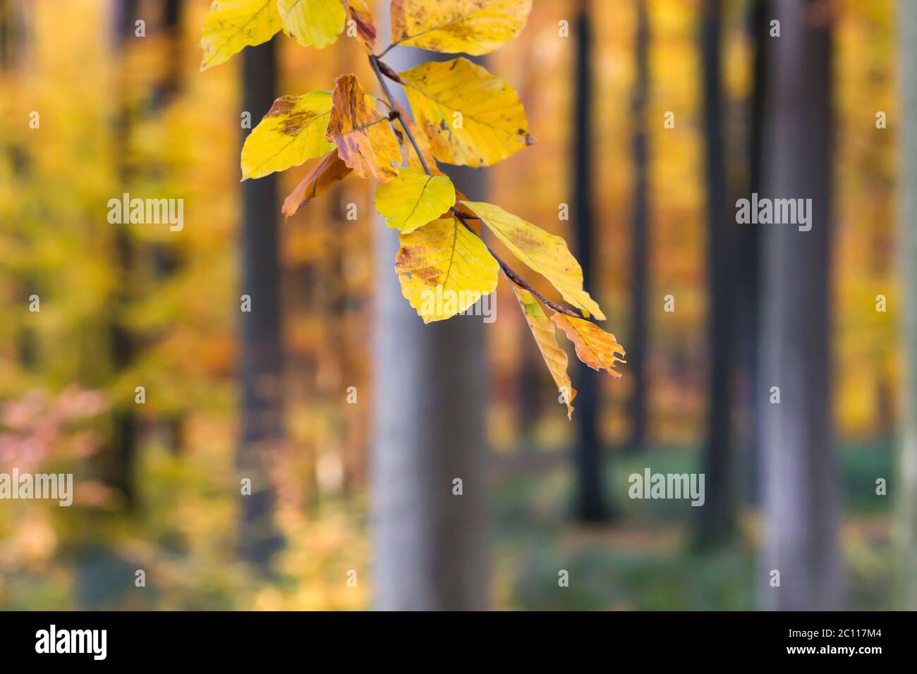 Detail of fagus sylvatica or beech tree autumnal colored deciduous ...