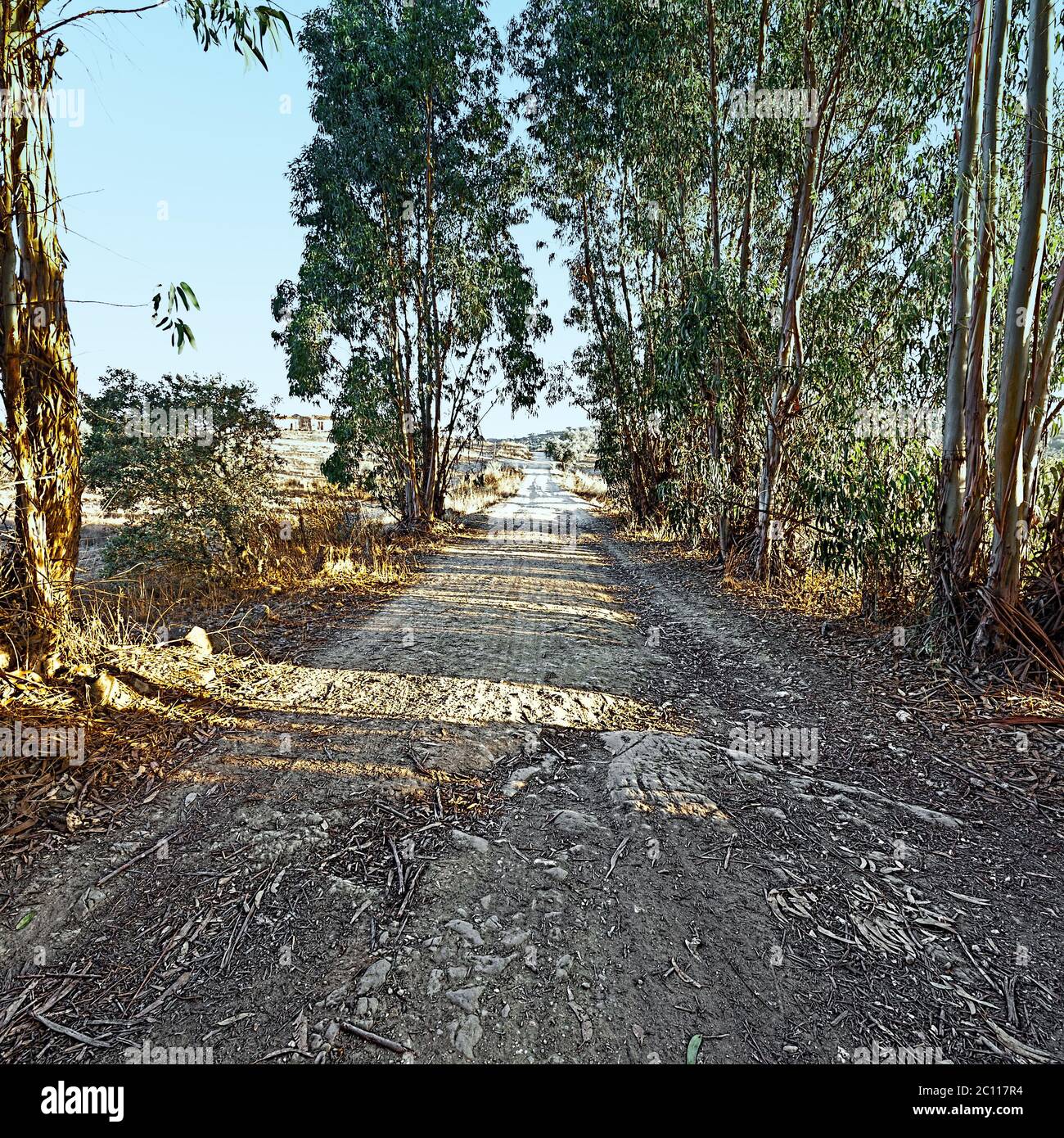 Dirt road tree canopy hi-res stock photography and images - Alamy