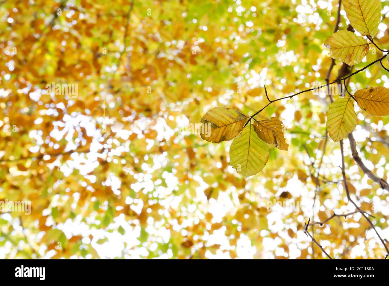 Detail of fagus sylvatica or beech tree autumnal colored deciduous ...