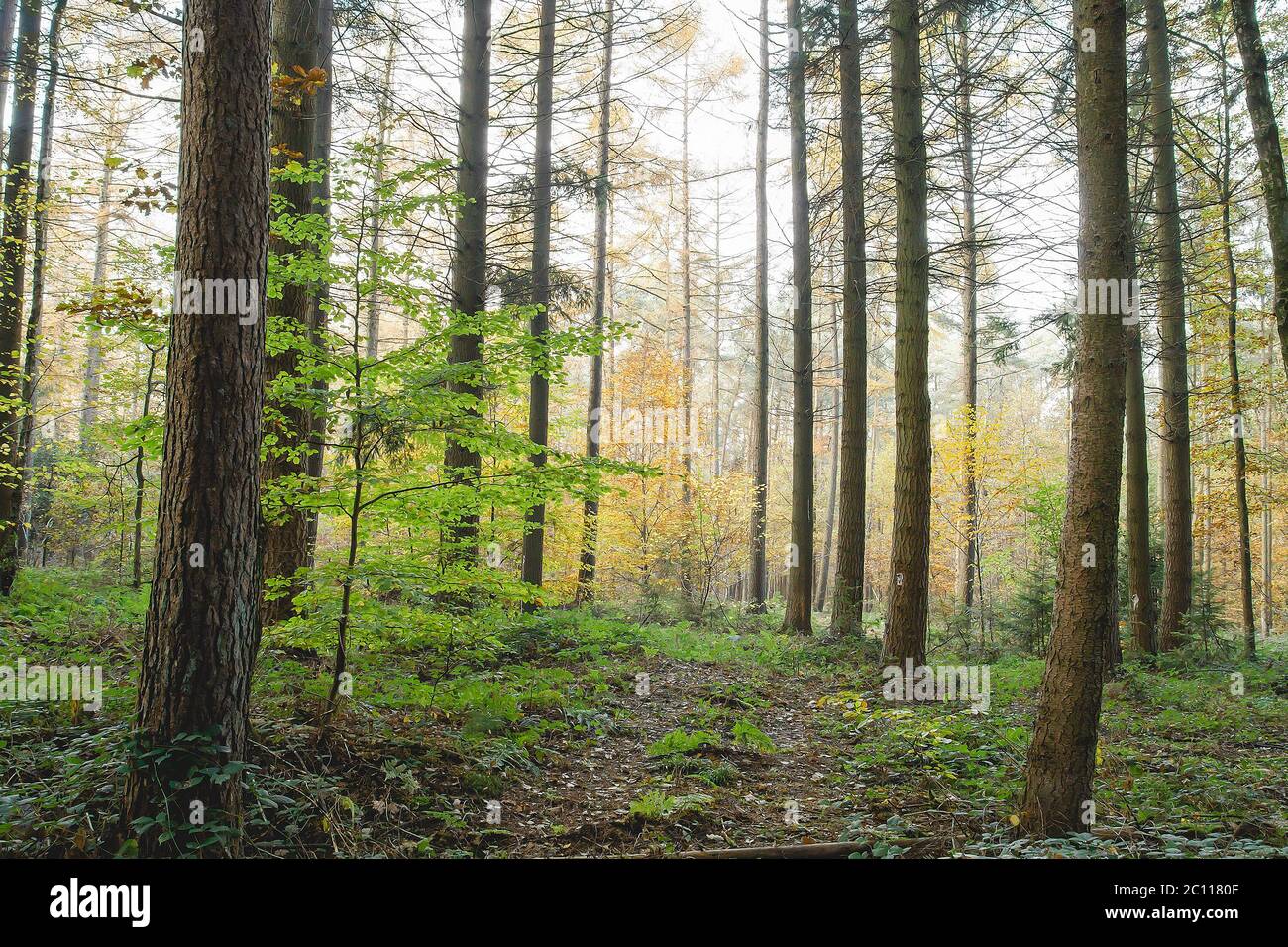 Forest trees woods woodland hi-res stock photography and images - Alamy