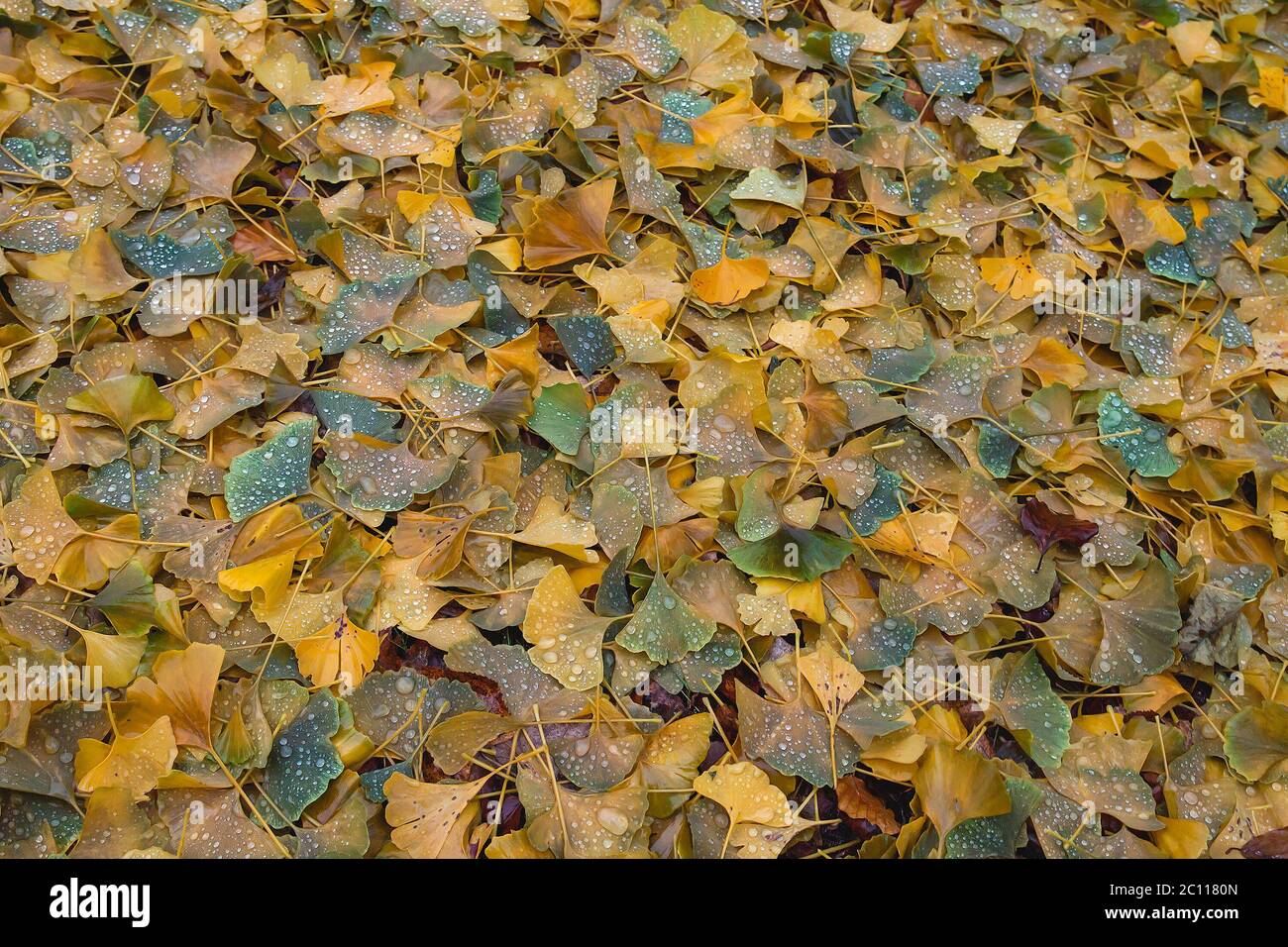 Ginkgo biloba history hires stock photography and images Alamy