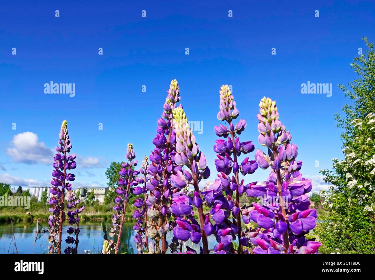 Sprays of domestic Lupine, (Lupinus polyphyllus) growing along the Deschutes River in the city of Bend, in Central Oregon. Stock Photo