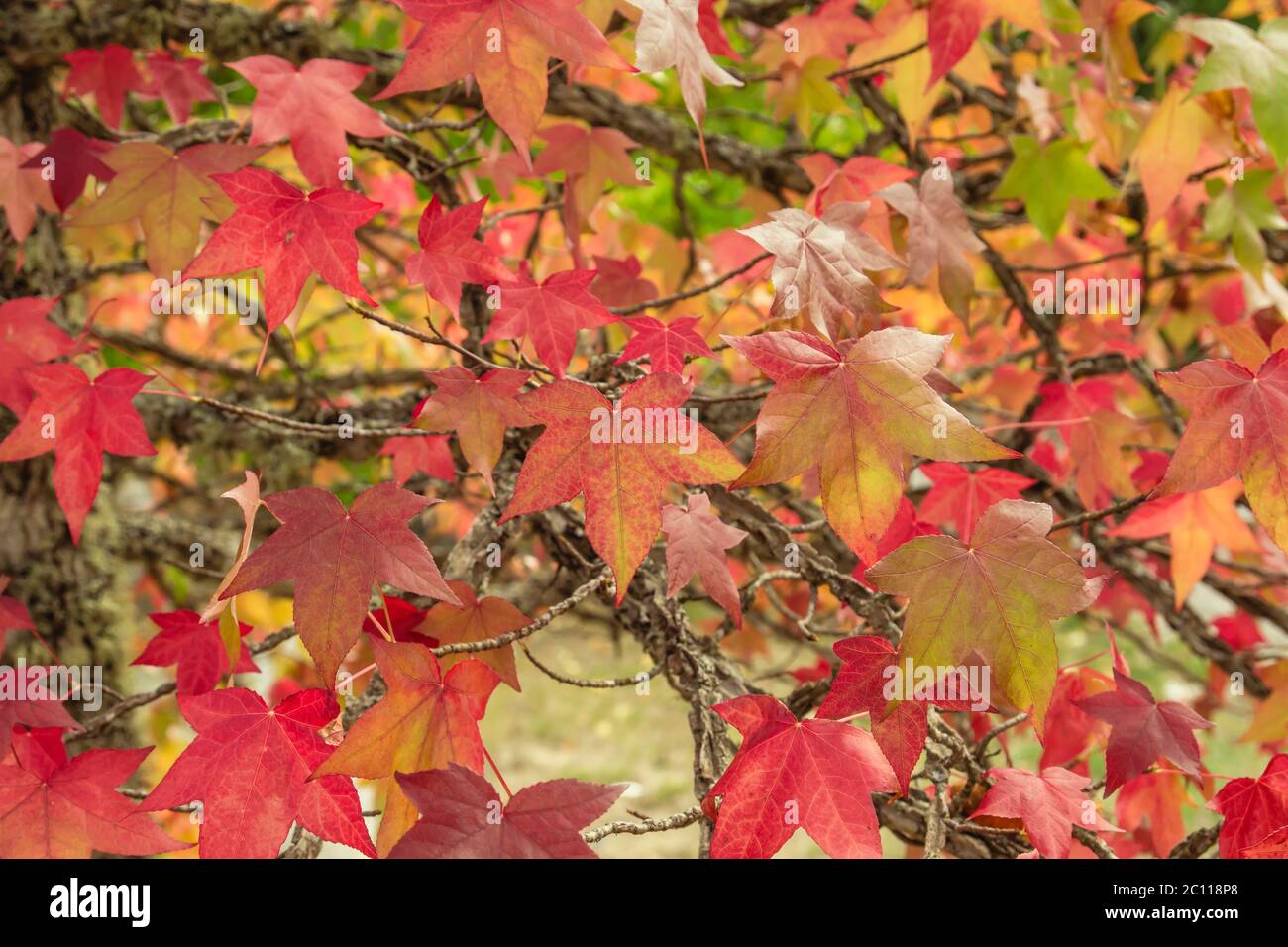 Liquidambar tree colorful autumnal foliage Stock Photo
