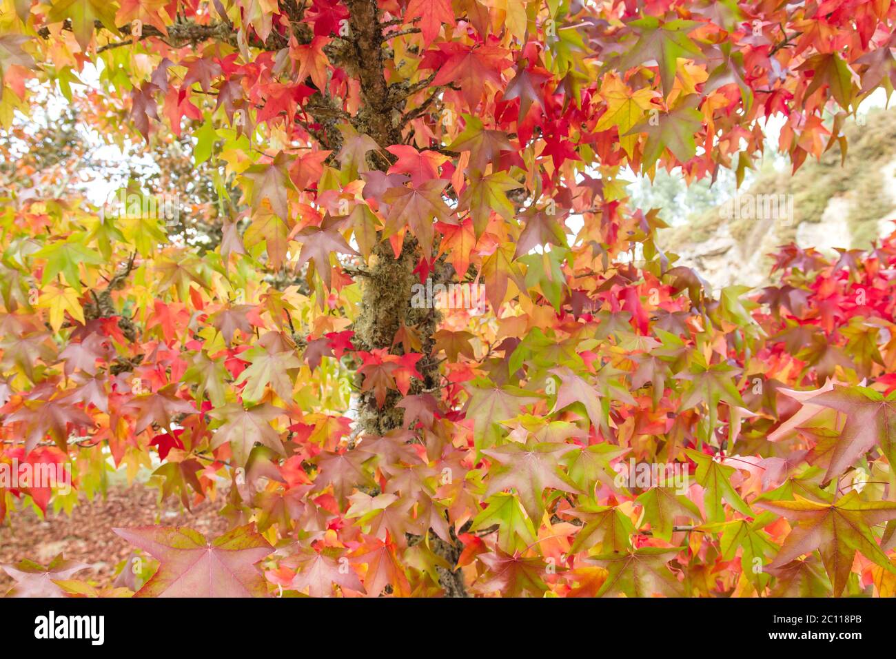 Liquidambar tree colorful autumnal foliage Stock Photo