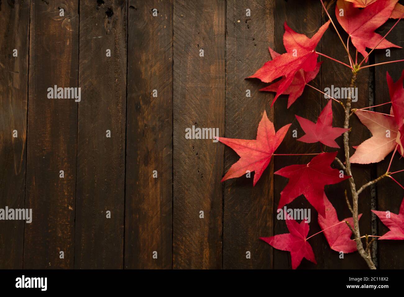 Liquidambar colorful autumnal leaves on dark wooden rustic barckdrop Stock Photo