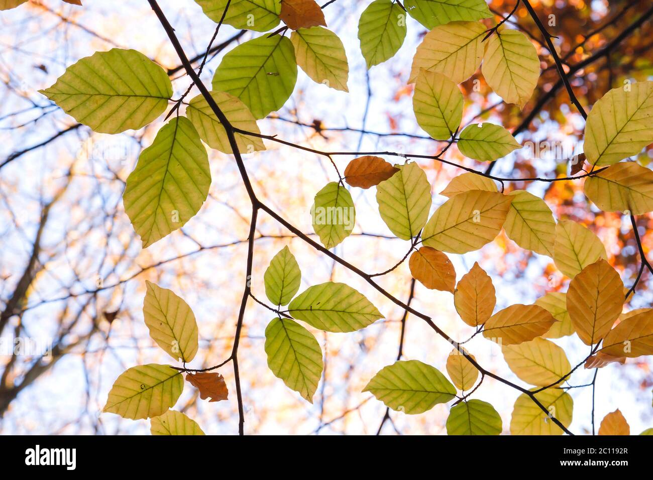 Detail of fagus sylvatica or beech tree autumnal colored deciduous foliage Stock Photo
