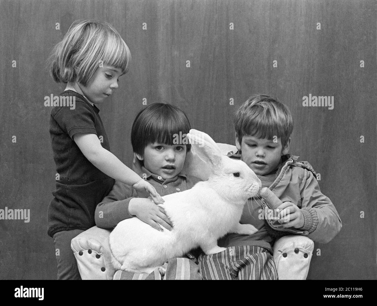 Three young children in a family feed a carrot to a pet white rabbit while holding it on their laps. Stock Photo