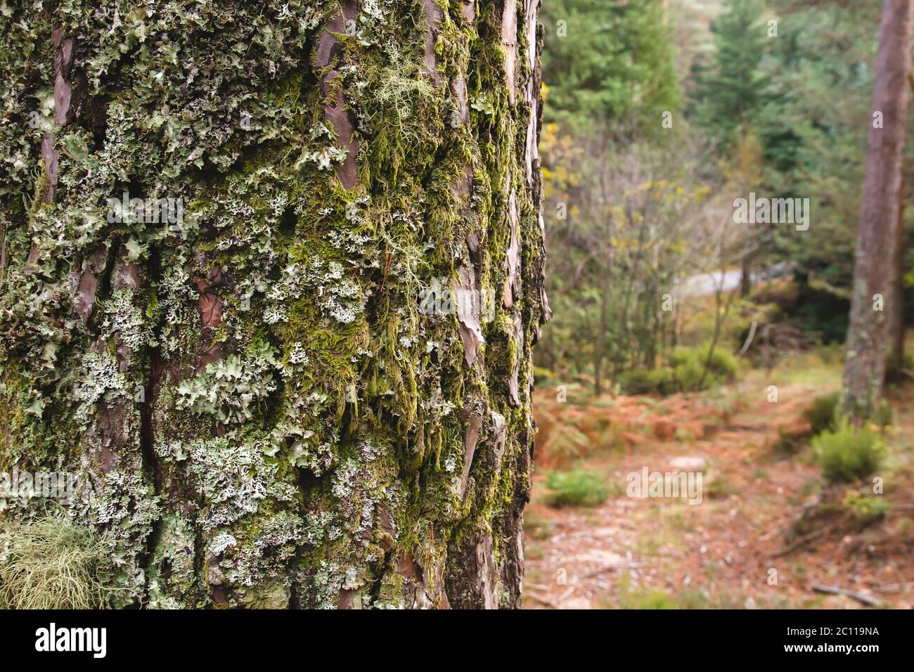 Detail of tree bark covered of moss Stock Photo