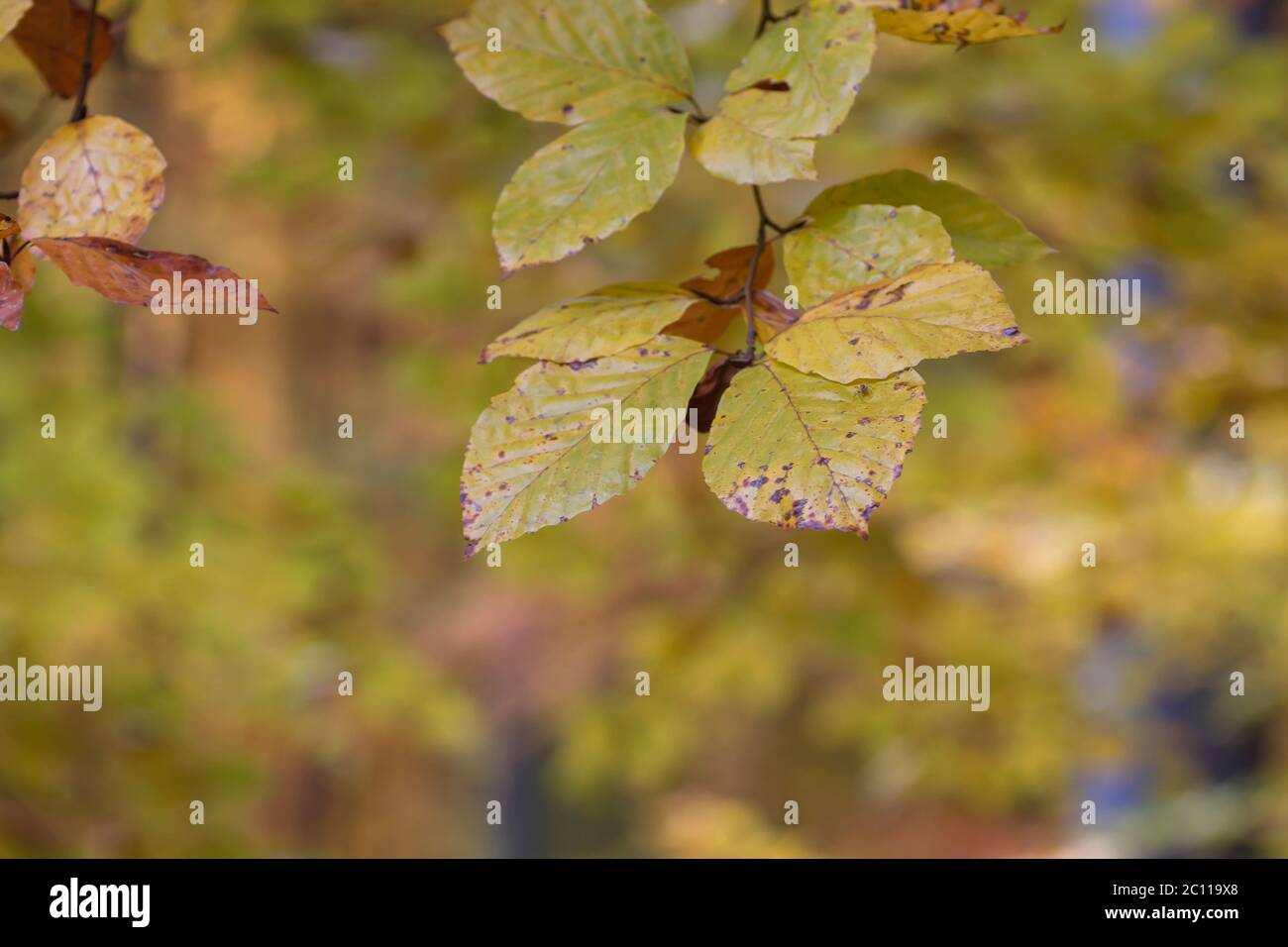 Detail of fagus sylvatica or beech tree autumnal colored deciduous ...