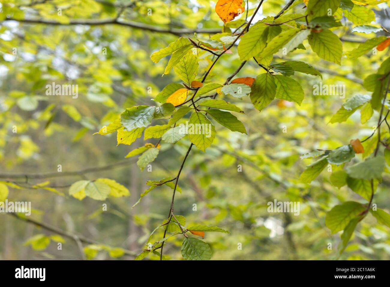 Detail of fagus sylvatica or beech tree autumnal colored deciduous ...