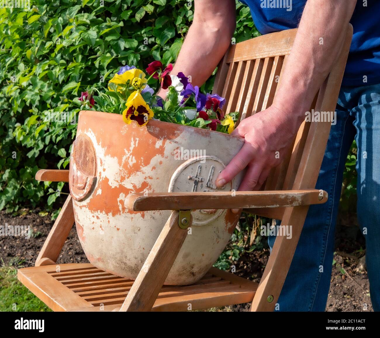 Closeup of a man’s hands putting down a terracotta tub of pansy flowers on a wooden chair, outside in the garden / yard, facing the morning sunshine. Stock Photo