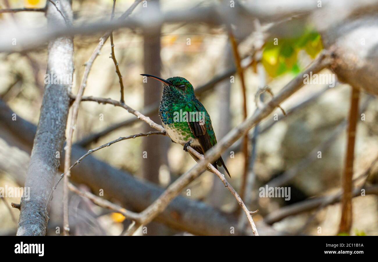 Western Emerald Hummingbird Stock Photo