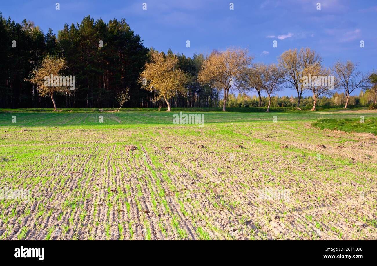 Young Rye Roots Landscape rye growing in hi-res stock photography and images - Alamy