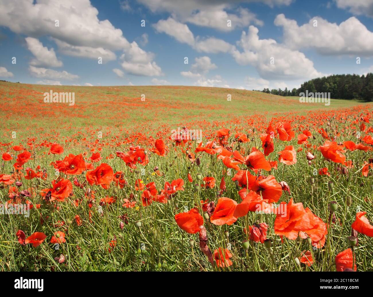 Beautiful landscape with poppies field under blue sky and clouds Stock ...