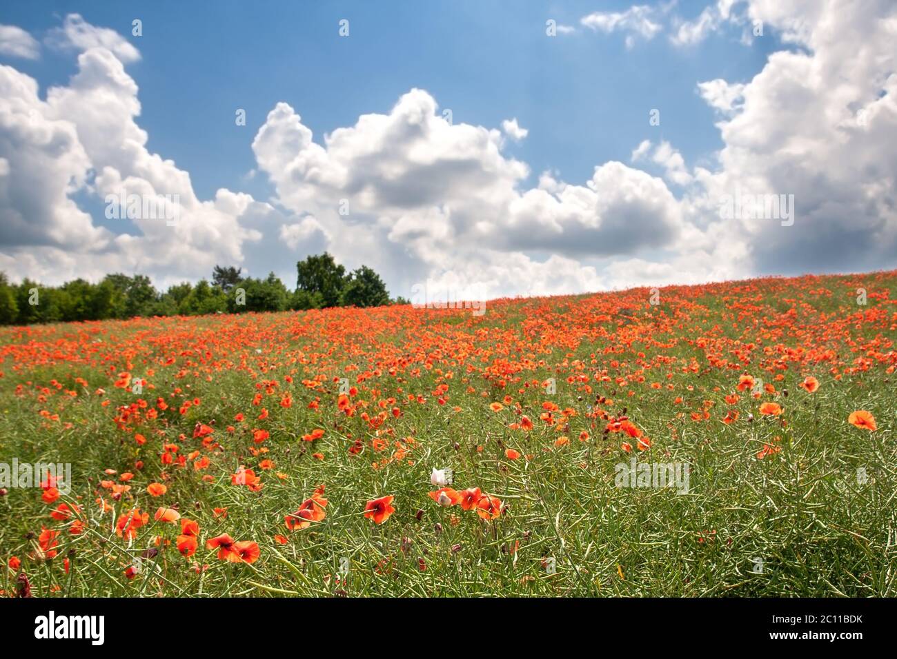 Beautiful landscape with poppies field under blue sky and clouds Stock ...