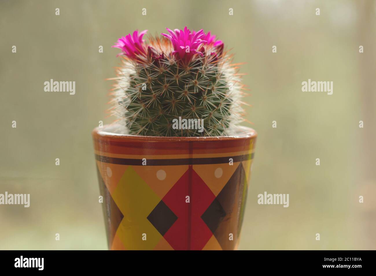 Mammillaria spinosissima cactus with blooming flowers Stock Photo